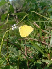 Eurema hecabe