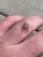 Opisthoncus abnormis