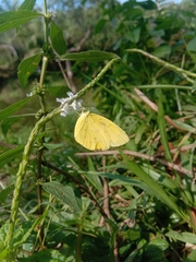Eurema hecabe