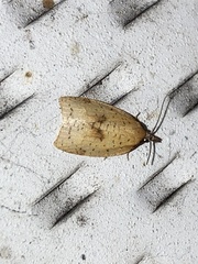 Sparganothis xanthoides