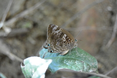 Arhopala centaurus