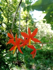 Prosthechea vitellina