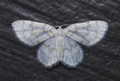 Hydrelia albifera