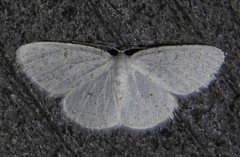 Protitame virginalis