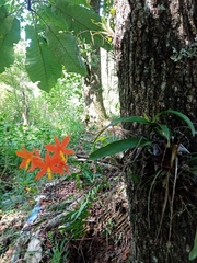 Prosthechea vitellina