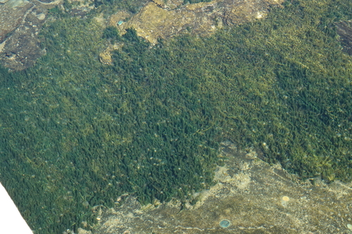 Caulerpa racemosa observed 2021-08-09