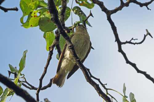 Prodotiscus regulus