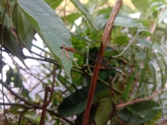 Pseudocopera ciliata