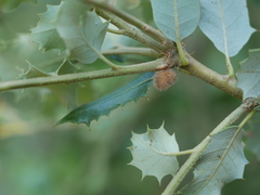 Disholandricus lasius