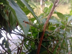 Pseudocopera ciliata