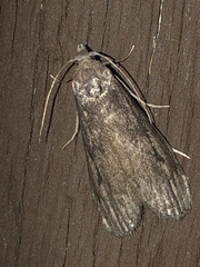 Aphomia terrenella
