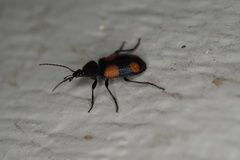 Panagaeus crucigerus