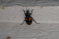 Panagaeus crucigerus