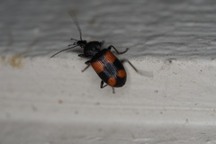 Panagaeus crucigerus