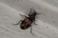 Panagaeus crucigerus