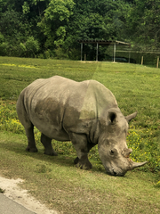 Ceratotherium