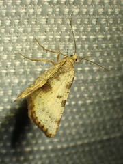 Macaria sulphurea