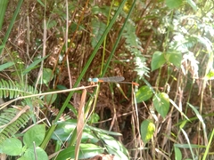 Ceriagrion cerinorubellum