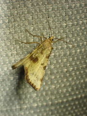 Macaria sulphurea