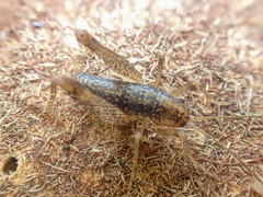 Pristoceuthophilus cercalis