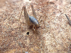 Pristoceuthophilus cercalis