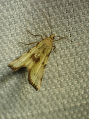 Macaria sulphurea