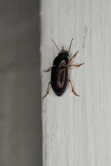 Selenophorus