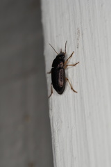 Selenophorus