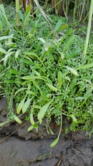 Limosella aquatica