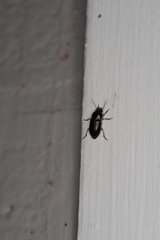 Selenophorus