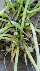 Limosella aquatica