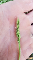 Triglochin scilloides