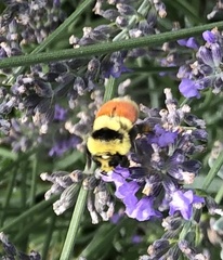 Bombus huntii