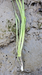 Triglochin scilloides