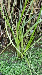 Triglochin scilloides