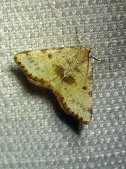 Macaria sulphurea