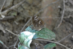 Arhopala centaurus