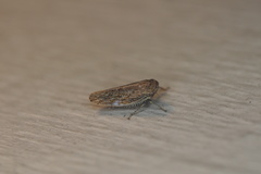 Paraphlepsius planus