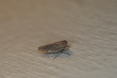Paraphlepsius planus