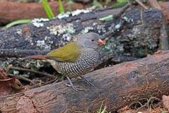 Green-Winged Pytilia photo 4