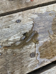 Neogobius melanostomus