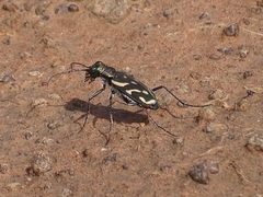 Ropaloteres feisthameli