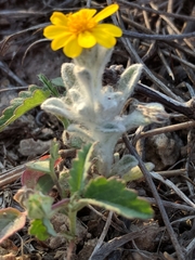 Thymophylla micropoides