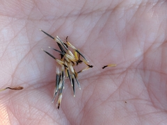 Thymophylla micropoides