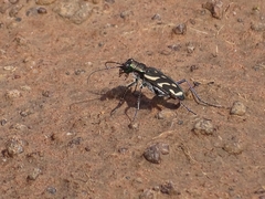 Ropaloteres feisthameli