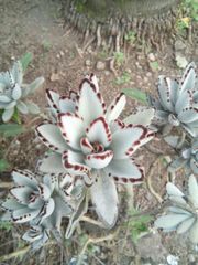 Kalanchoe tomentosa