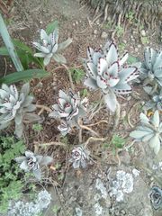 Kalanchoe tomentosa