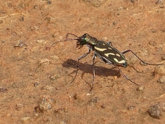 Ropaloteres feisthameli