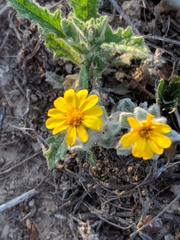 Thymophylla micropoides