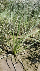 Triglochin scilloides